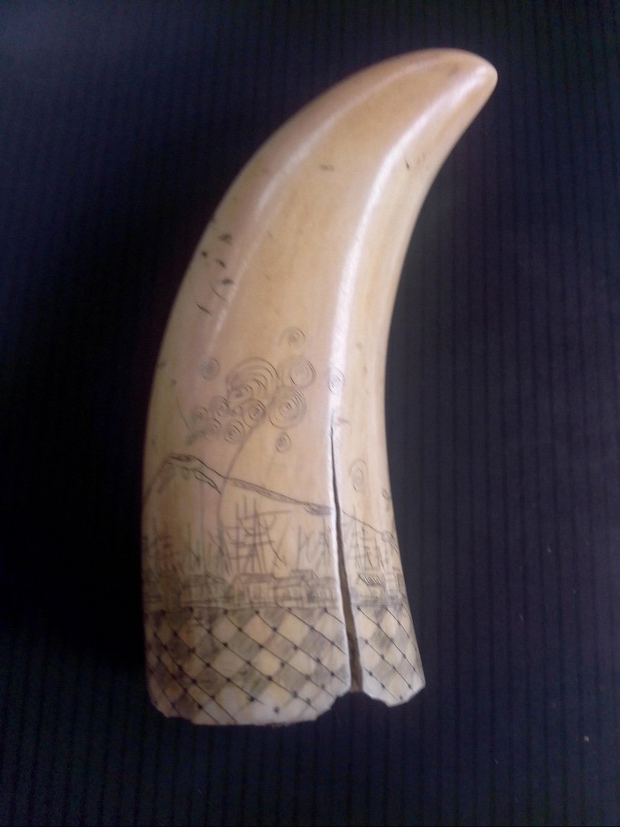 Scrimshaw Sperm Whale Tooth-photo-2