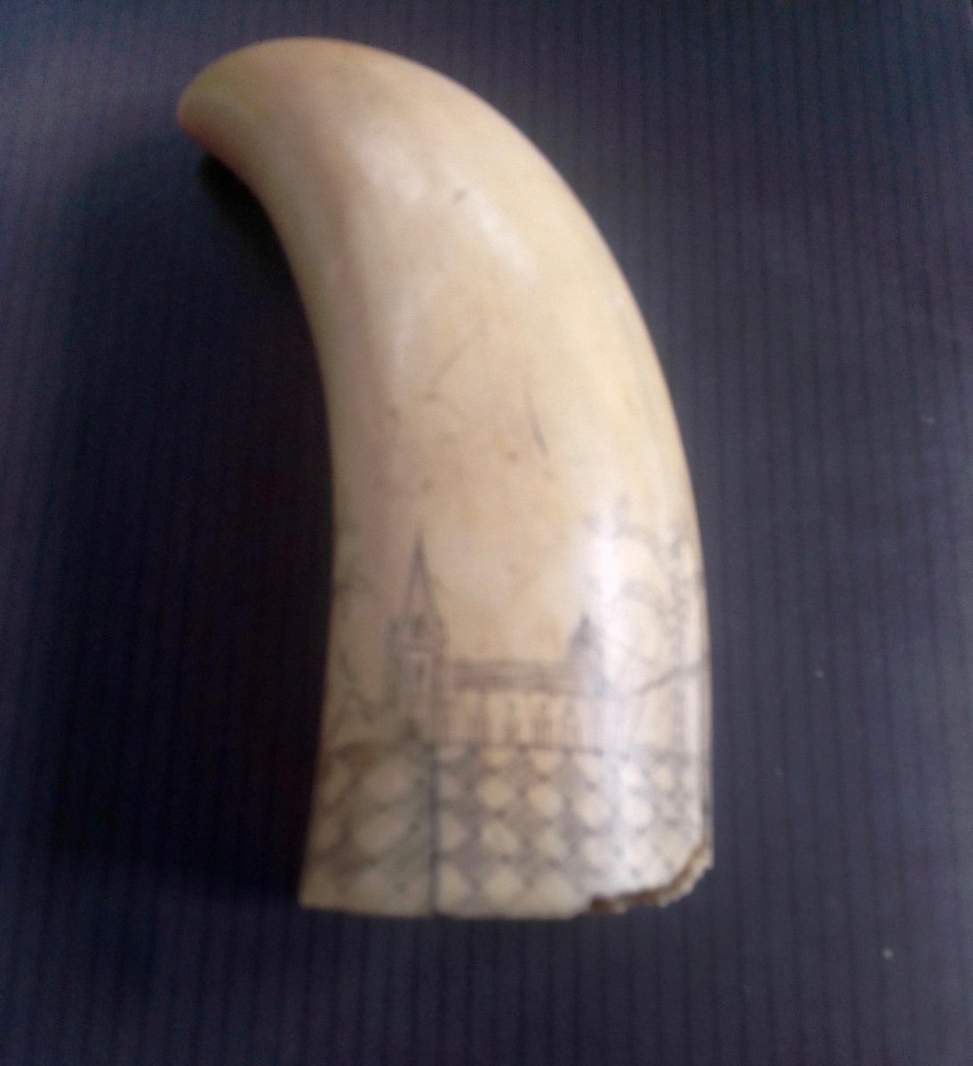 Scrimshaw Sperm Whale Tooth-photo-4