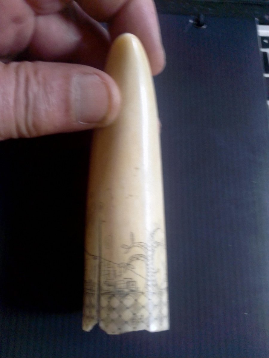 Scrimshaw Sperm Whale Tooth-photo-2