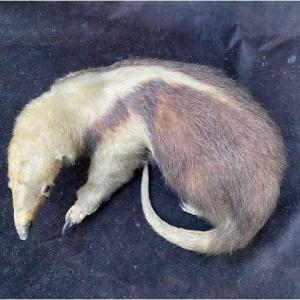 Tamandua Tétradactyle dit Fourmilier à Collier