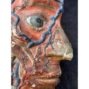 Head Of Ecorche By Auzoux