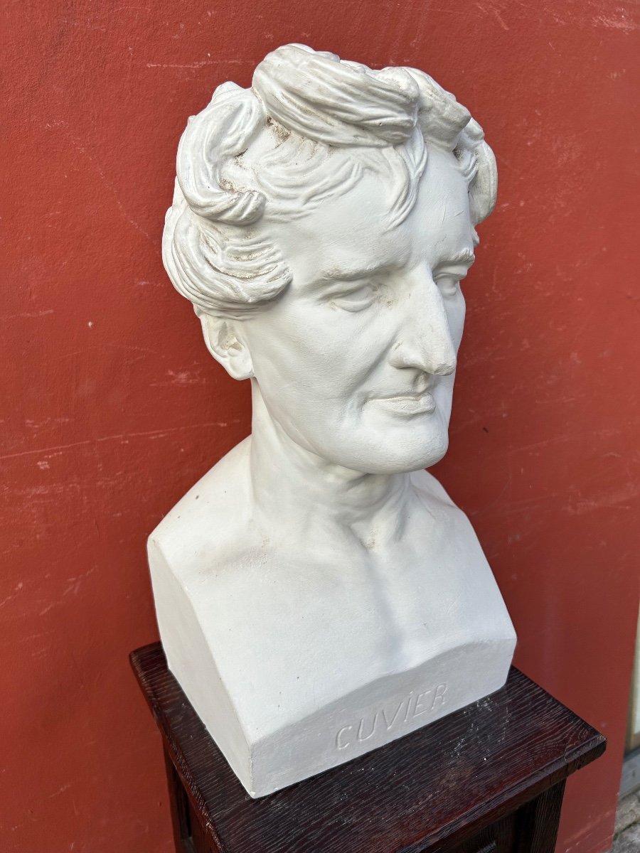  Georges Cuvier ((1769-1832) Anatomist - Library Bust In Plaster Late 19th Century No. 4 -photo-3