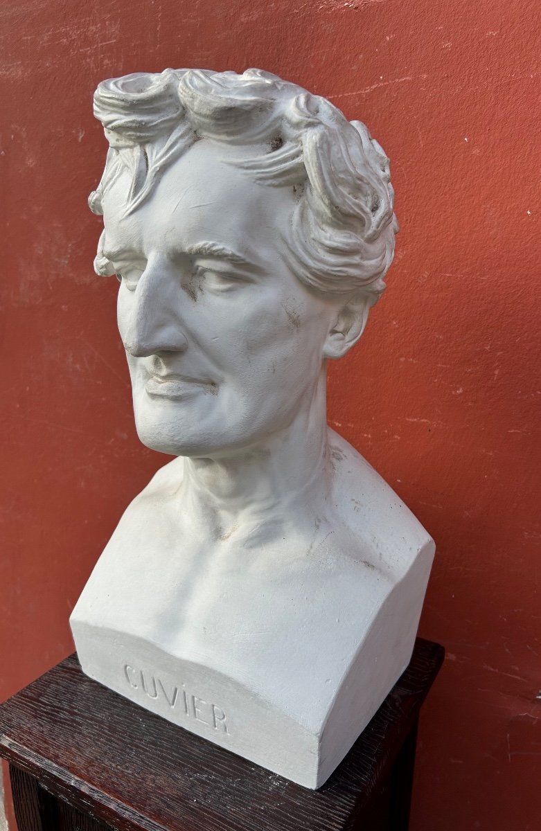  Georges Cuvier ((1769-1832) Anatomist - Library Bust In Plaster Late 19th Century No. 4 -photo-4