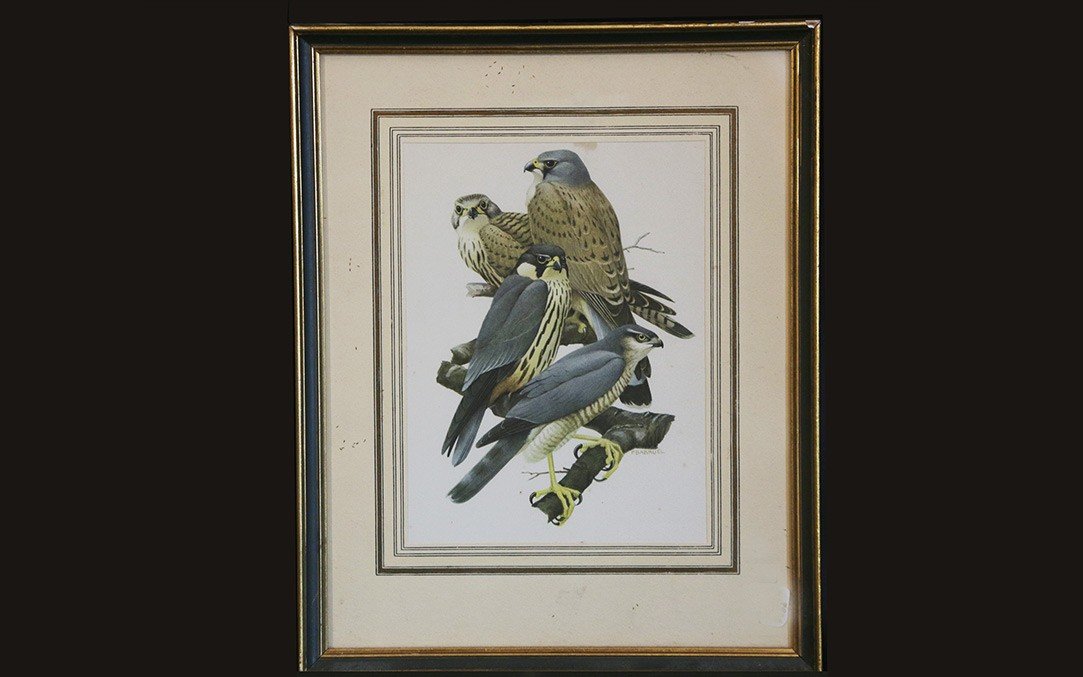 Series Of 5 Colored Bird Prints-photo-2