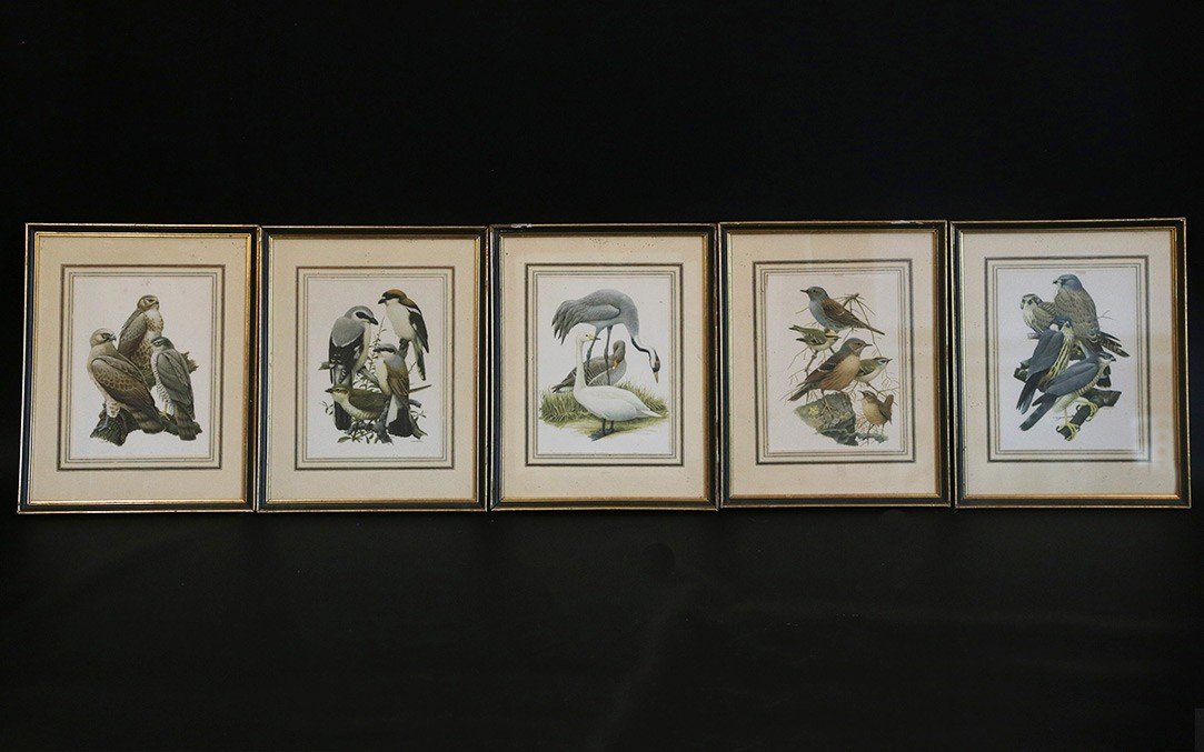 Series Of 5 Colored Bird Prints