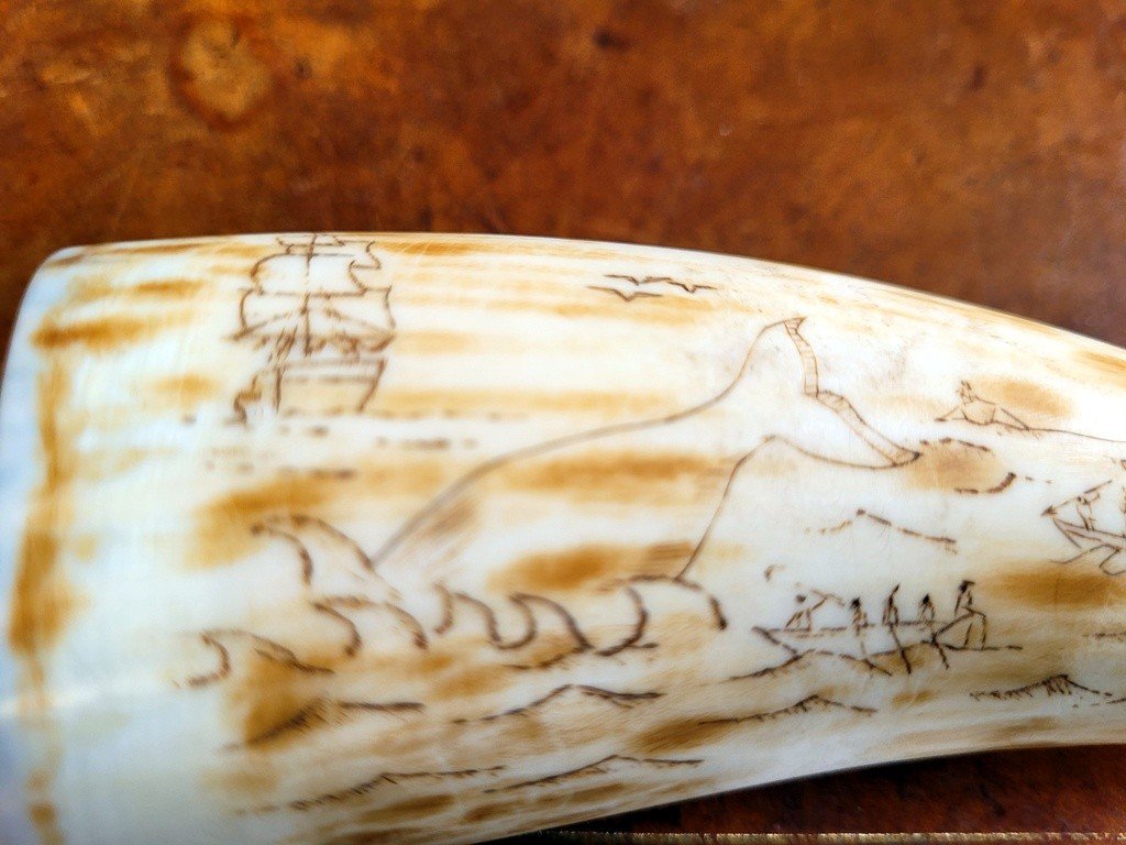 Scrimshaw - Travail de Baleinier  XIXe Si&egrave;cle-photo-2