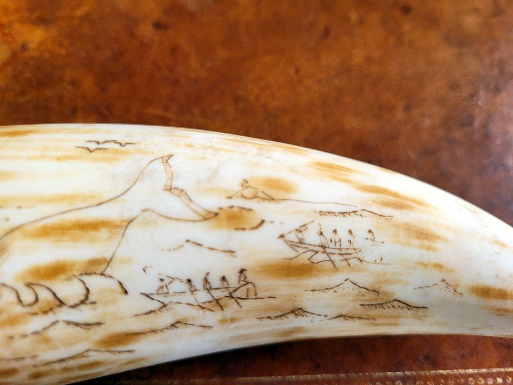 Scrimshaw - Travail de Baleinier  XIXe Si&egrave;cle-photo-3