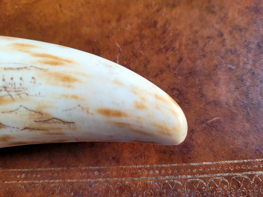 Scrimshaw - Travail de Baleinier  XIXe Si&egrave;cle-photo-4