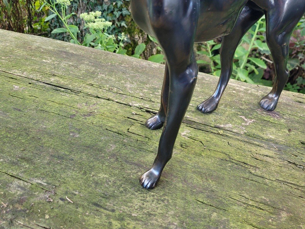  Imposante Sculpture &quot; Chien debout &quot; en Bronze &agrave; Patine brune - 47 cm - XXe Si&egrave;cle-photo-4