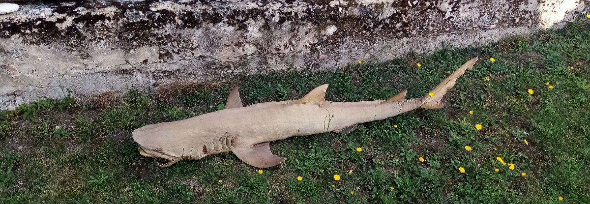 Cabinet De Curiosité Grand Requin