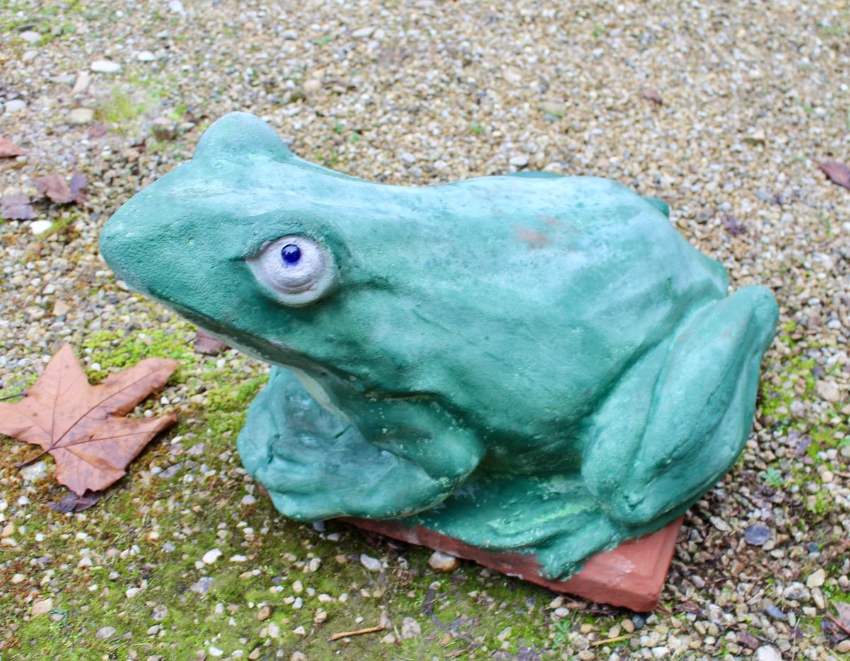 Pond Frog -photo-2