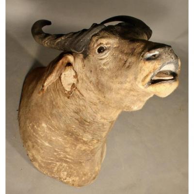 Buffalo Taxidermy