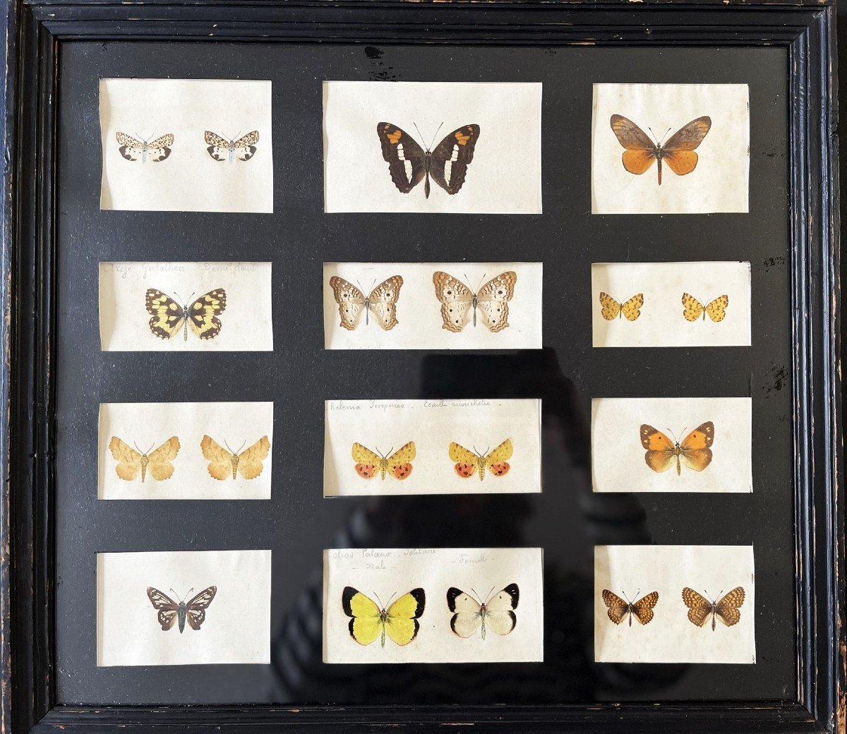 Entomology Work - Set Of Watercolored Butterflies - Early 19th Century-photo-2