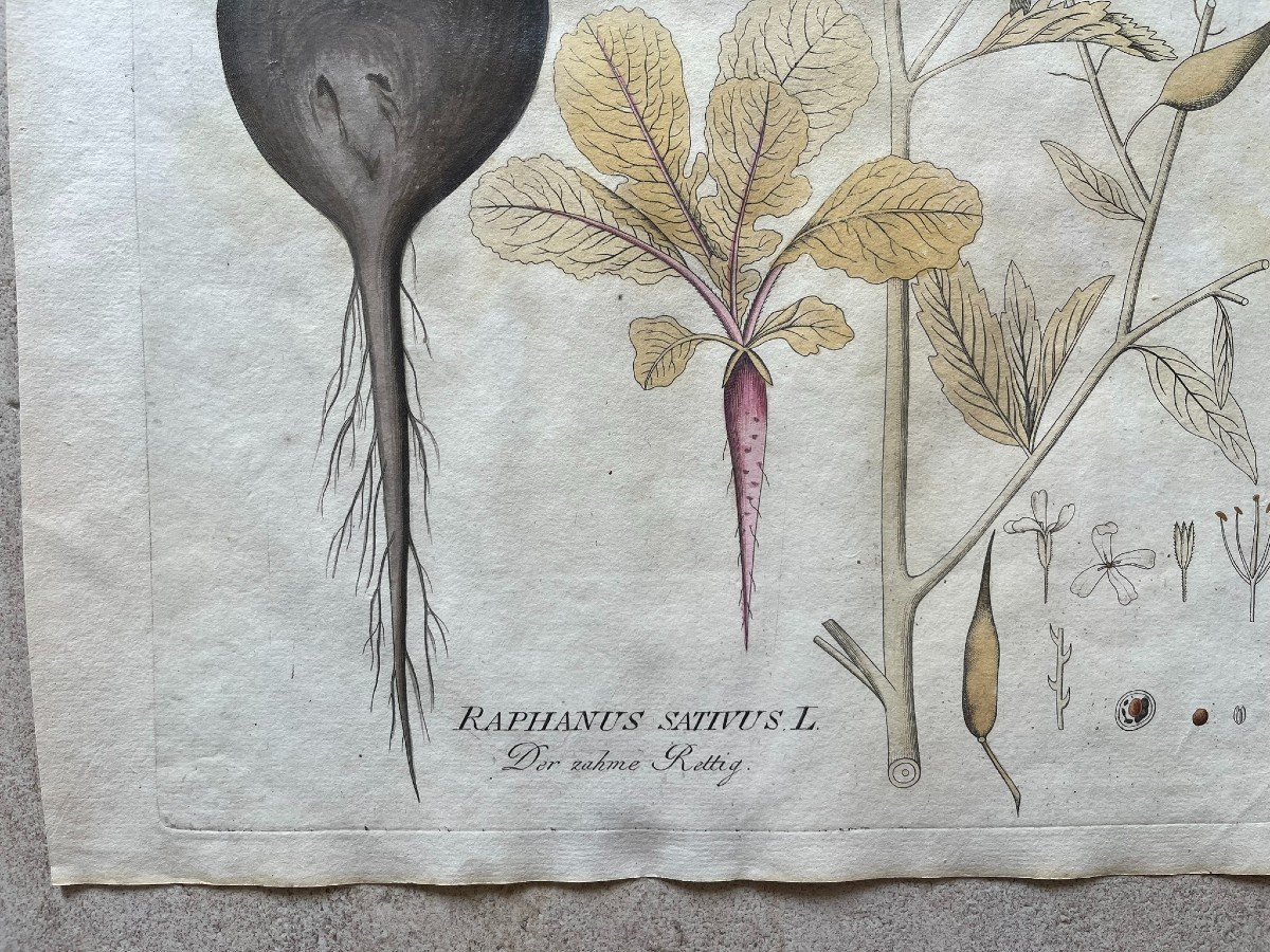 Joseph Jacob Von Plenck - Herbier XVIIIème - Plante Médicinale - Icones Plantarum Medicinalium-photo-3