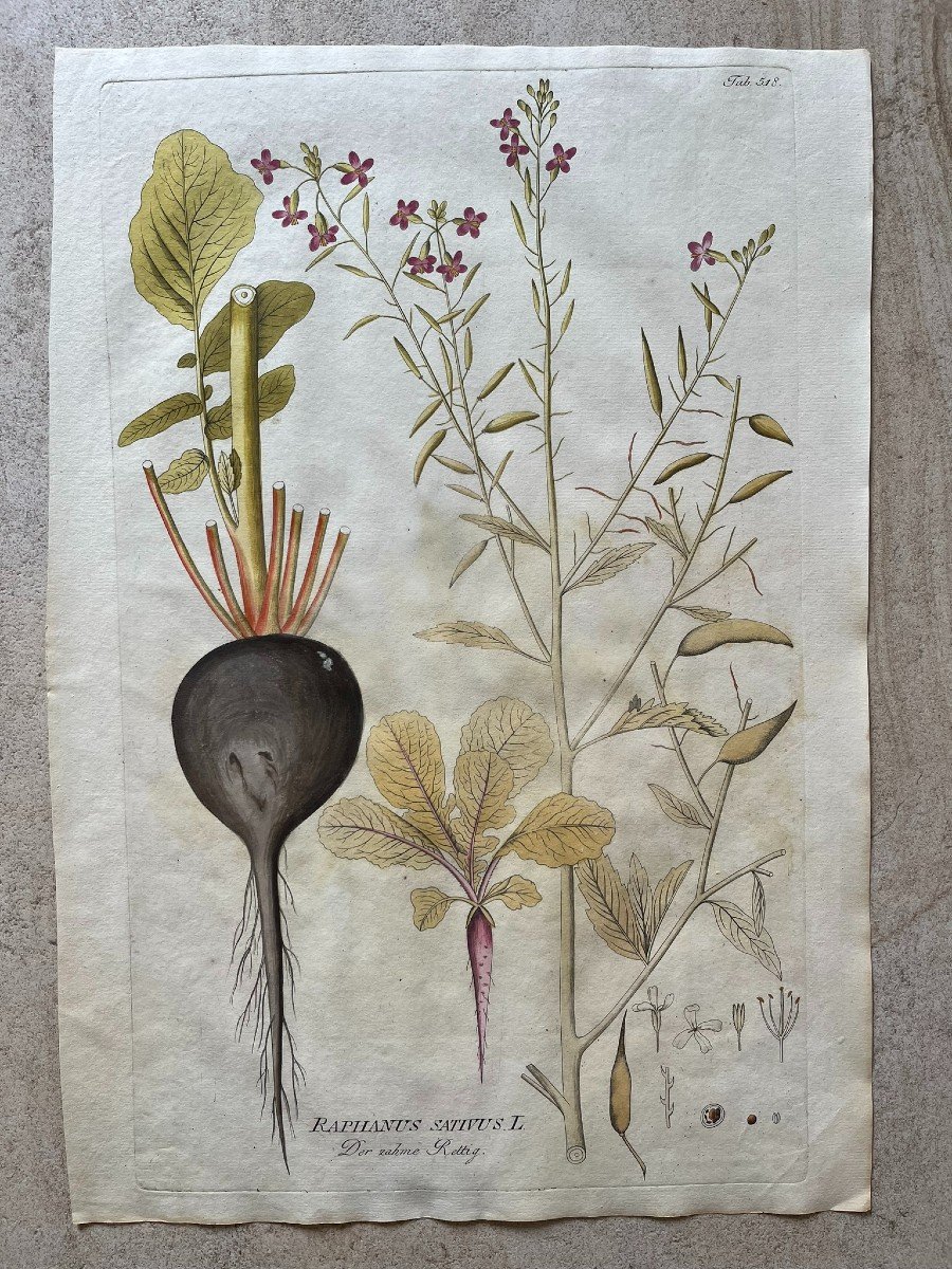 Joseph Jacob Von Plenck - Herbier XVIIIème - Plante Médicinale - Icones Plantarum Medicinalium