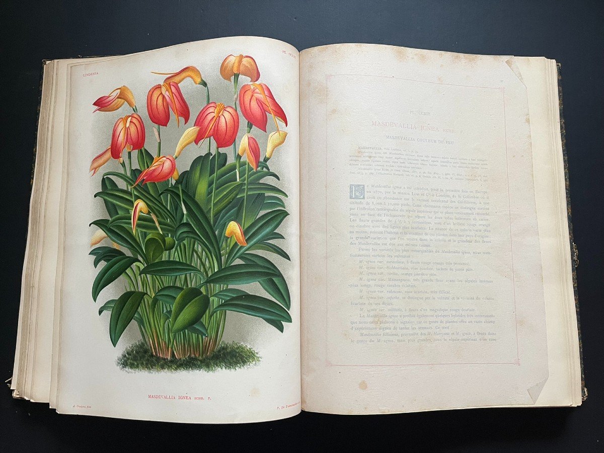 Lindenia - Iconographie Des Orchidées - 3 Volumes - 290 Planches - Jean Linden - E.O-photo-4