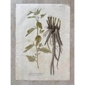 Joseph Jacob Von Plenck - Herbier XVIIIème - Plante Médicinale - Icones Plantarum Medicinalium