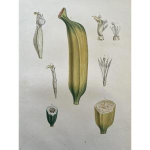 Flore Des Antilles De François Richard De Tussac - Banane - Gravure Originale XIXème