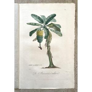 Flore Des Antilles De François Richard De Tussac - Le Bananier Cultivé - Gravure Originale XIXe