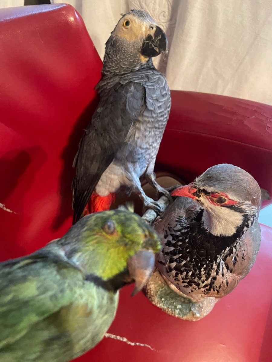 Naturalized Partridge, Gabonese, And Parakeet -photo-7