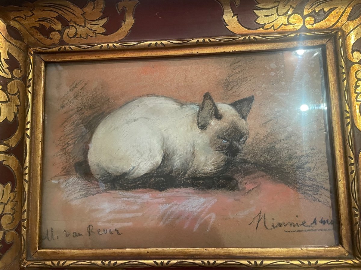 Van Rever's Siamese Cat -photo-4