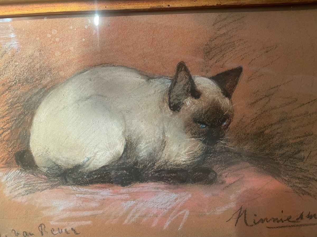 Van Rever's Siamese Cat -photo-3