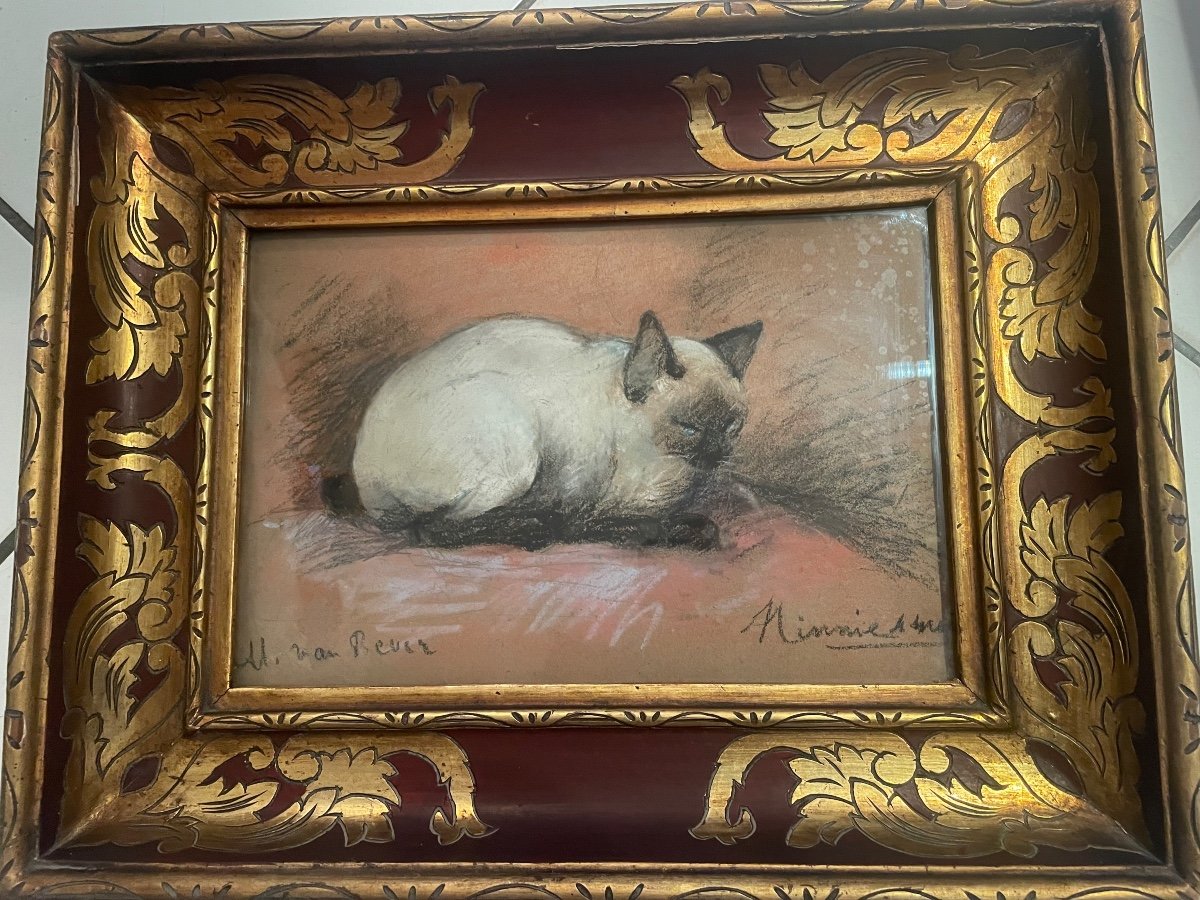 Van Rever's Siamese Cat -photo-5