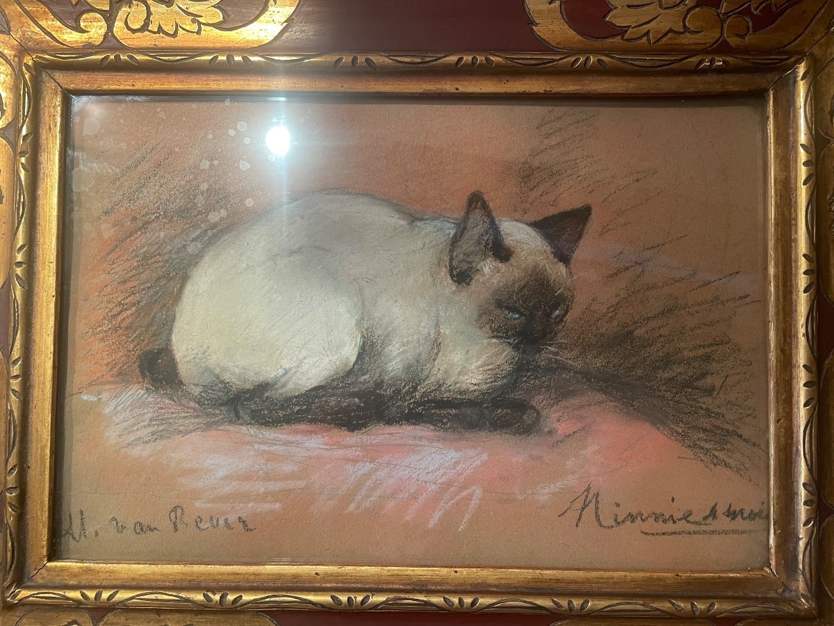 Van Rever's Siamese Cat -photo-6