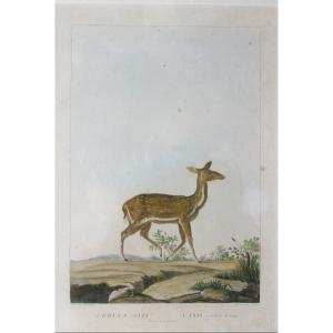 Engraving 1801 By Miger Cervus Axis Deer