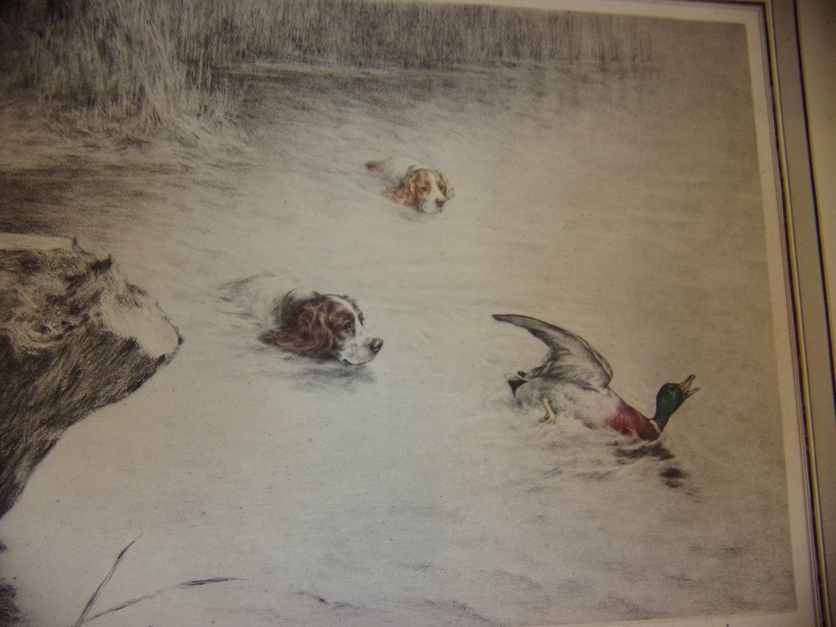 Setters Chasing A Duck, Hunting Scene, Lithograph From The Early 20th Century.-photo-2