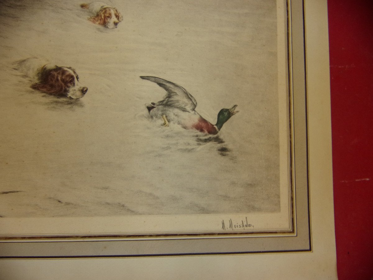 Setters Chasing A Duck, Hunting Scene, Lithograph From The Early 20th Century.-photo-3