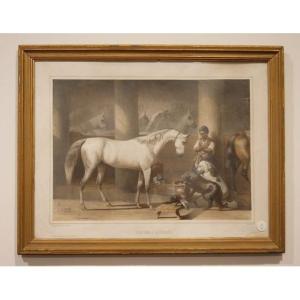 Antique French Color Engraving From The 1800s, Stable With Animals