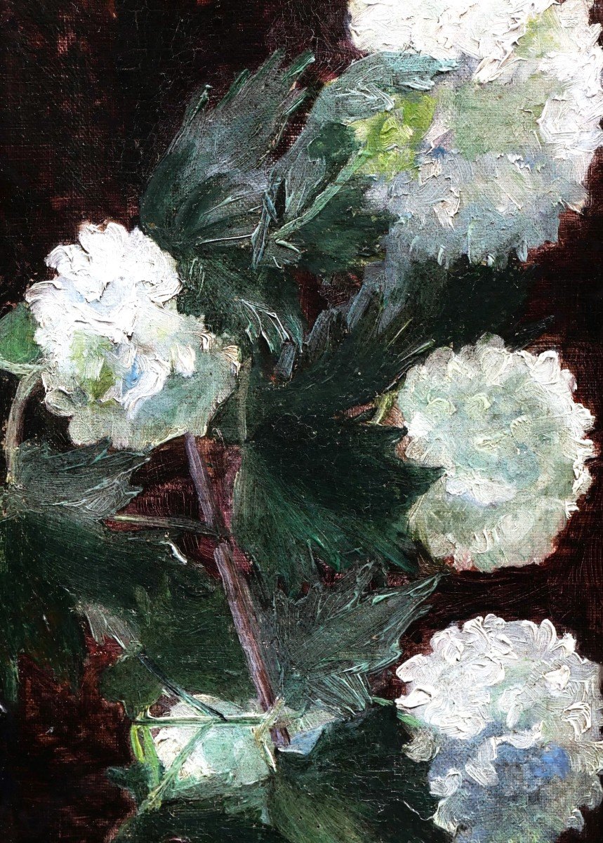 École FRANÇAISE circa 1900, Viornes Boules de neige (Viburnum opulus roseum)-photo-2