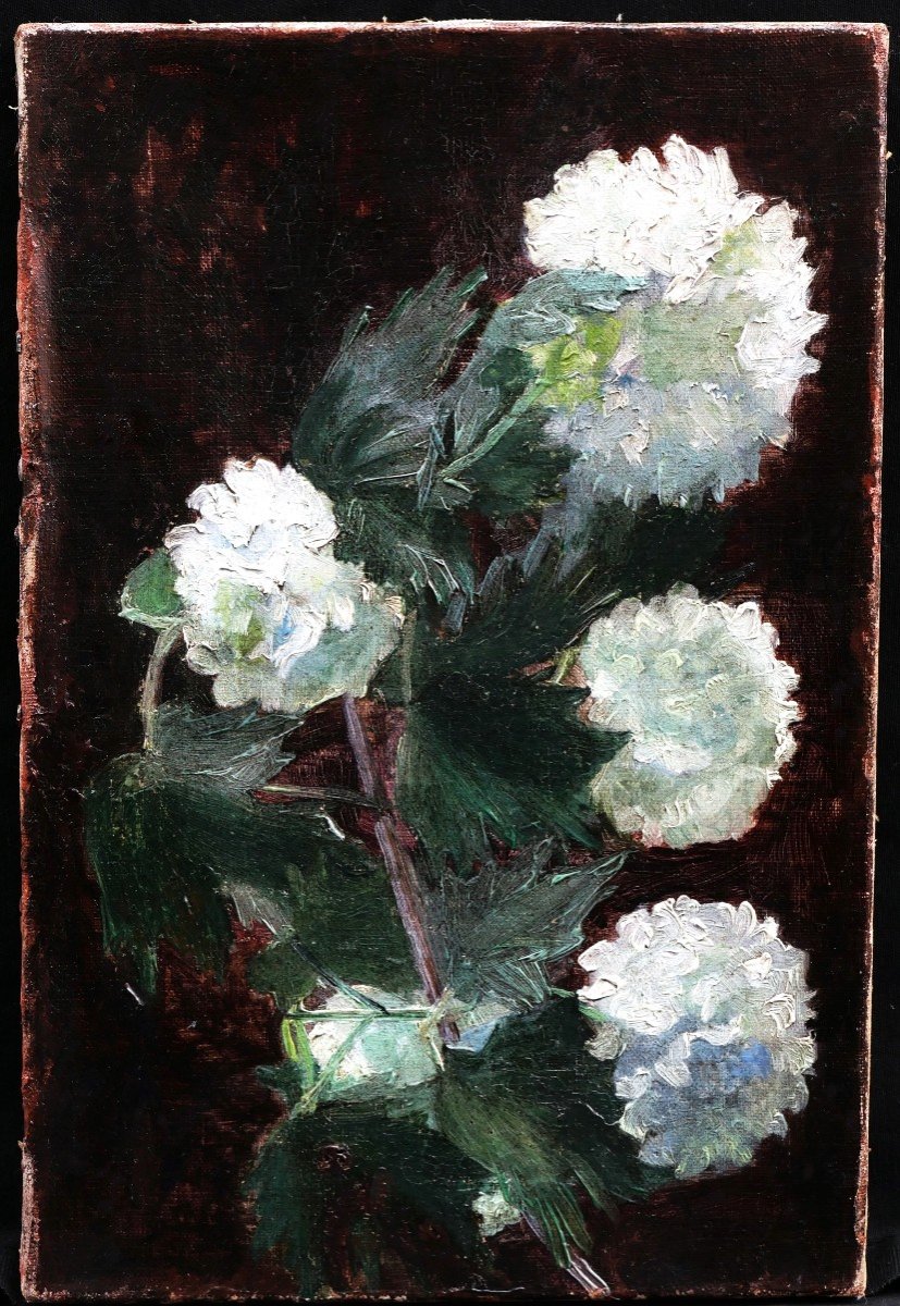 École FRANÇAISE circa 1900, Viornes Boules de neige (Viburnum opulus roseum)-photo-3