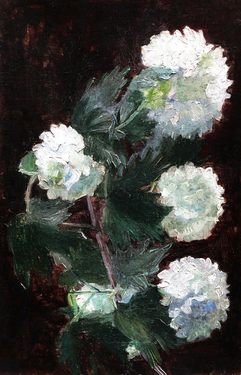 École FRANÇAISE circa 1900, Viornes Boules de neige (Viburnum opulus roseum)