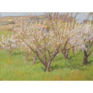Marcel Poggioli, Cherry Blossoms In Provence