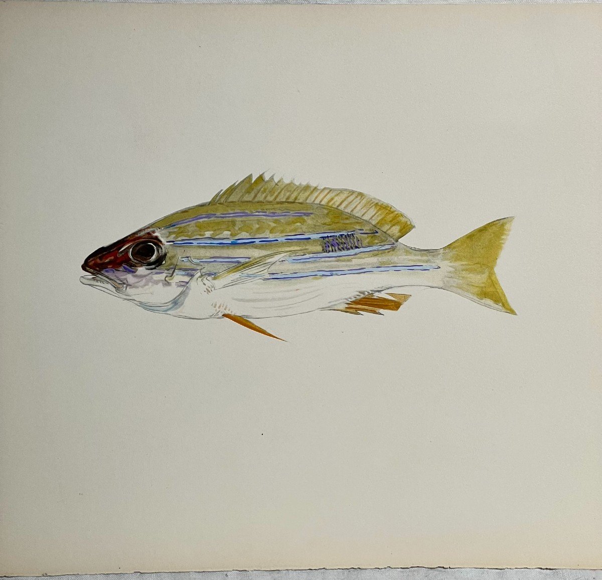 Set Of 8 Antique Watercolors Representing Exotic Fish-photo-4