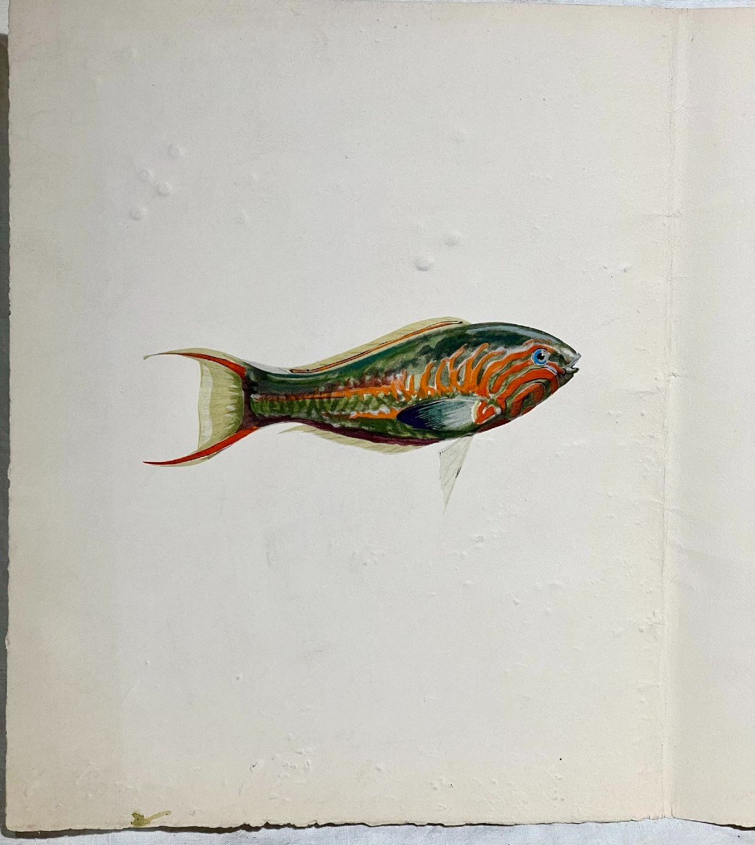 Set Of 8 Antique Watercolors Representing Exotic Fish-photo-2