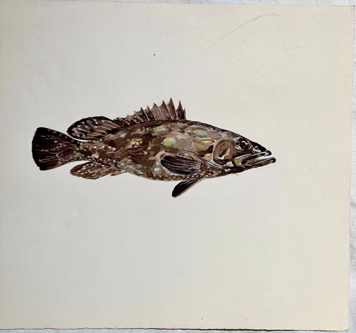 Set Of 8 Antique Watercolors Representing Exotic Fish-photo-5