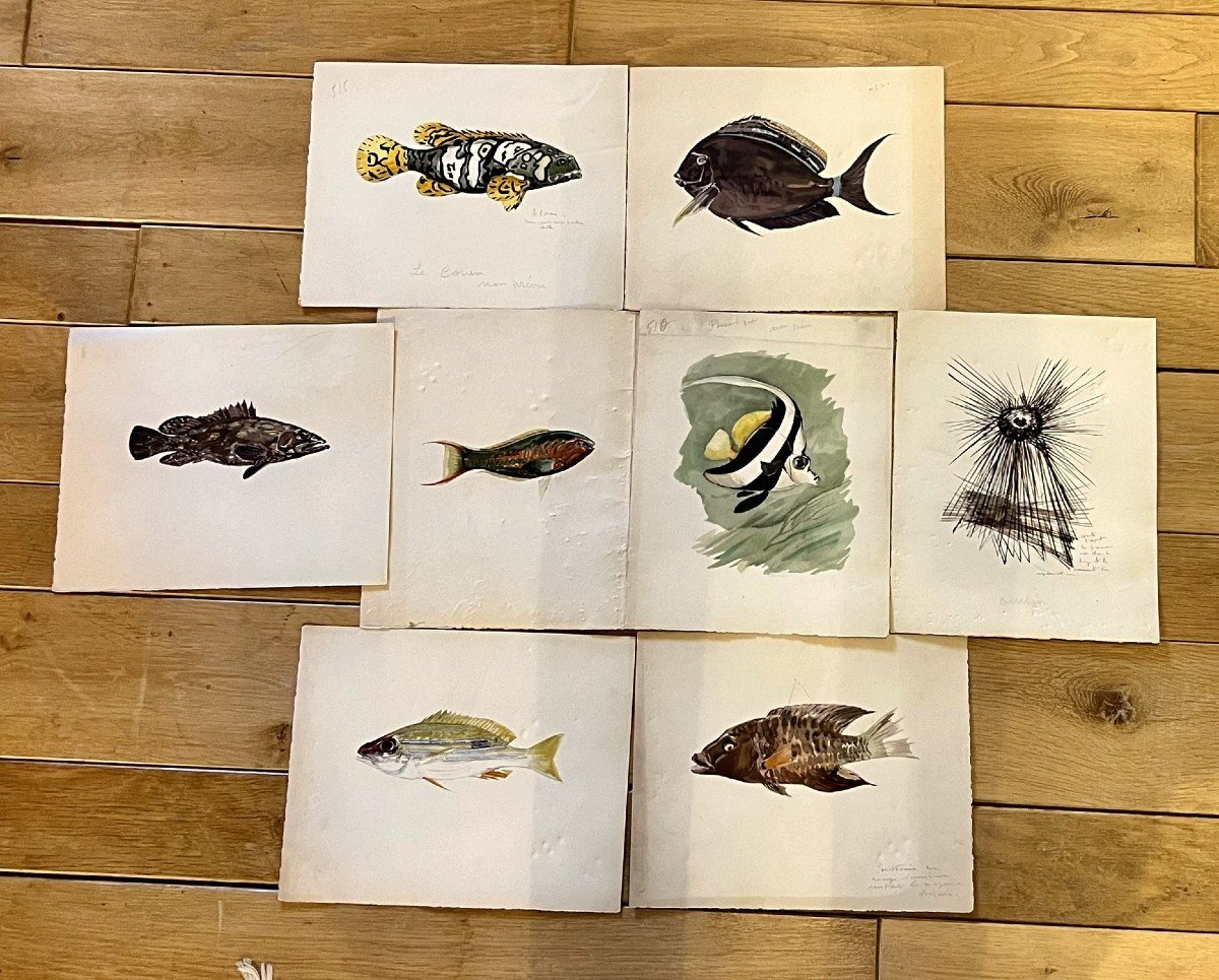 Ensemble De 8 Aquarelles Anciennes  Représentant Des Poissons Exotiques