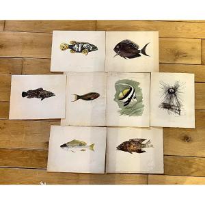 Ensemble De 8 Aquarelles Anciennes  Représentant Des Poissons Exotiques