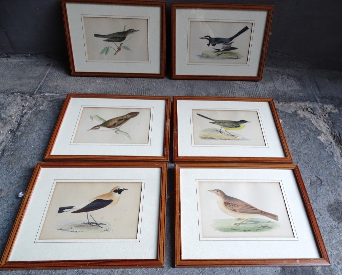 6 Small Engravings Of Birds 19th