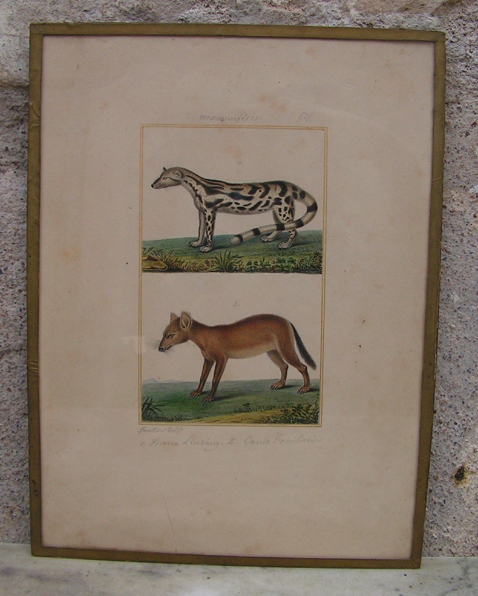 Antoine Charles Vauthier Aquarelle Et Gouache Viverra Linsang Et Canis Familiaris