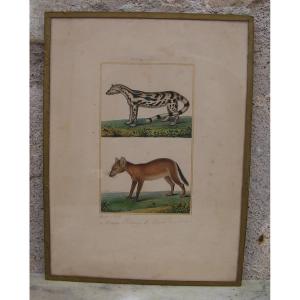 Antoine Charles Vauthier Aquarelle Et Gouache Viverra Linsang Et Canis Familiaris