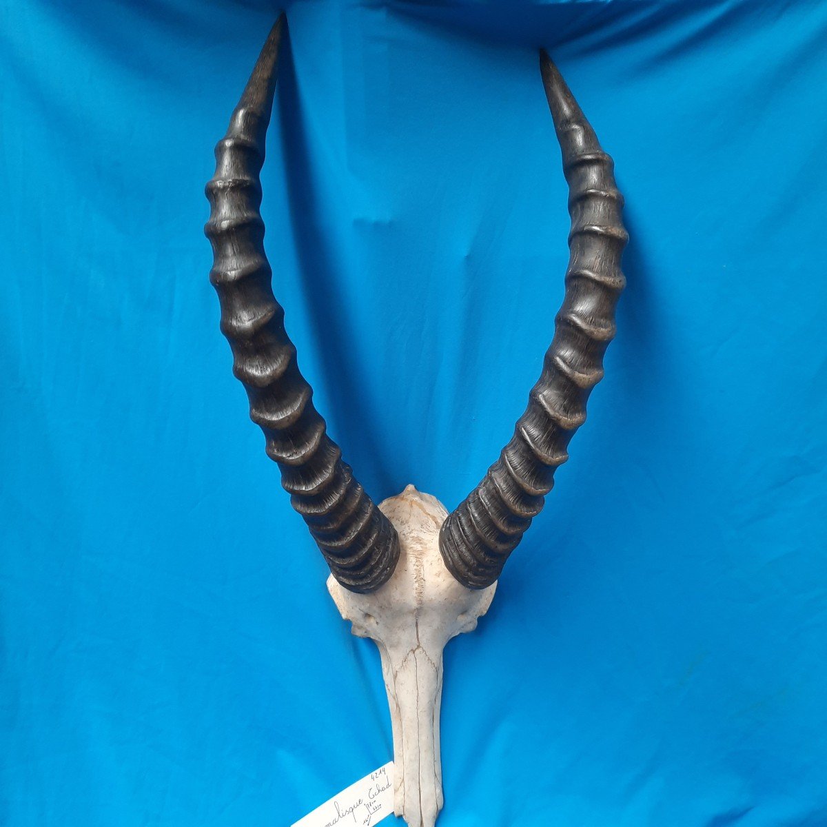 Museum Of Natural History.... Beauty Of African Horns-photo-2