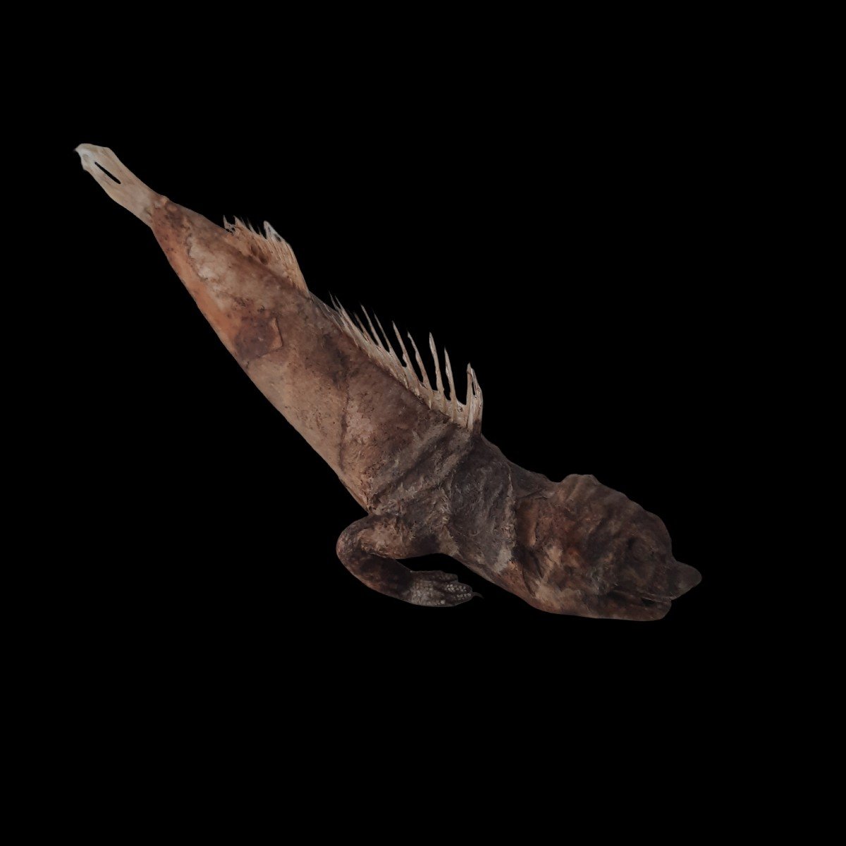 Fiji Mermaid Or Scary Sirene