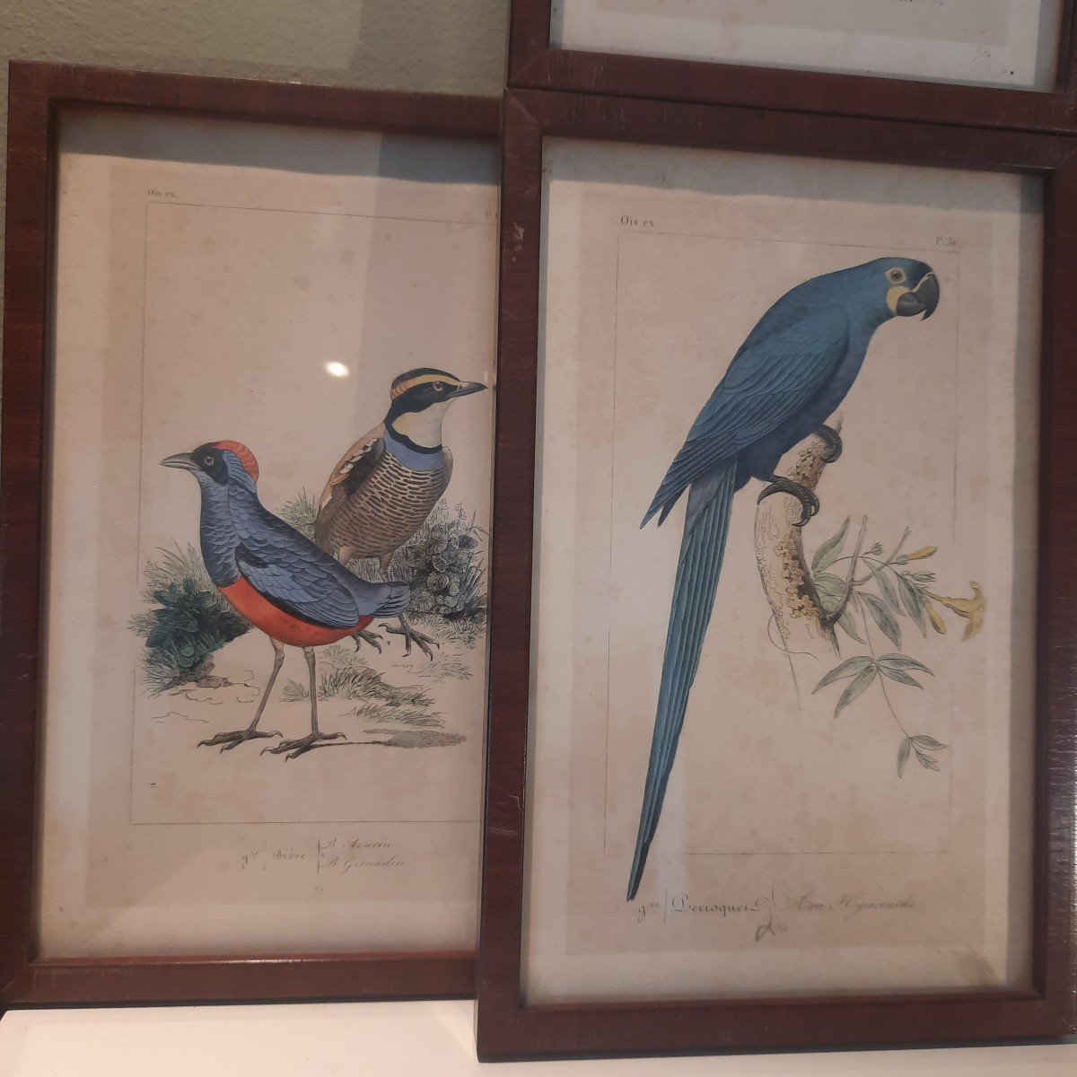 Couleur Des Oiseaux Exotiques Gravures XIXe de Pauquet-photo-2