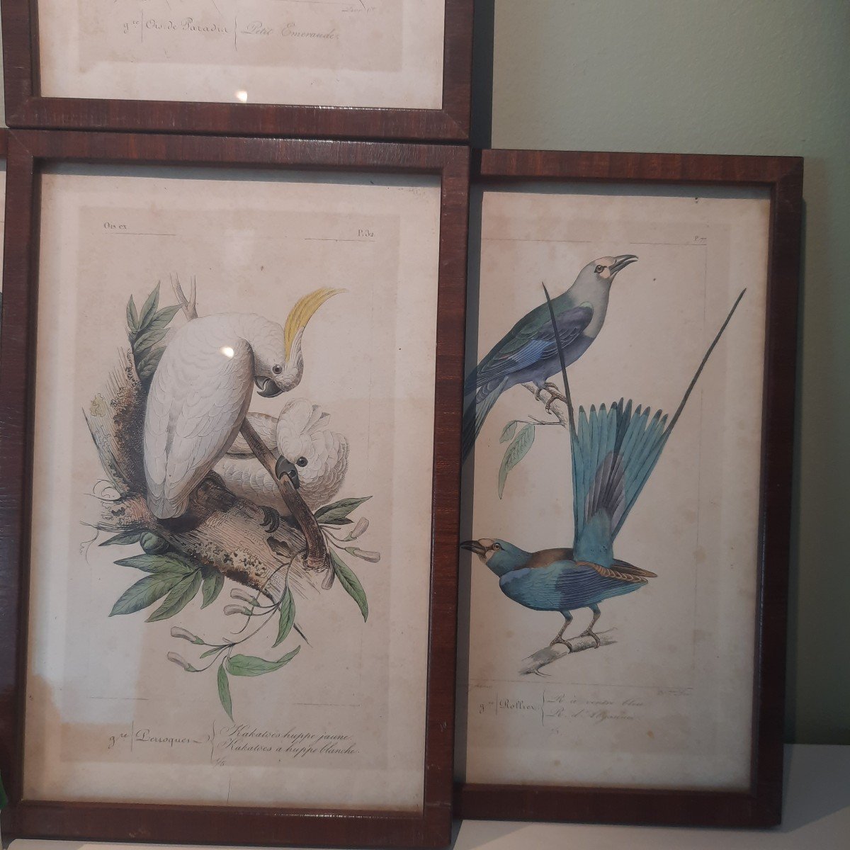 Couleur Des Oiseaux Exotiques Gravures XIXe de Pauquet-photo-2