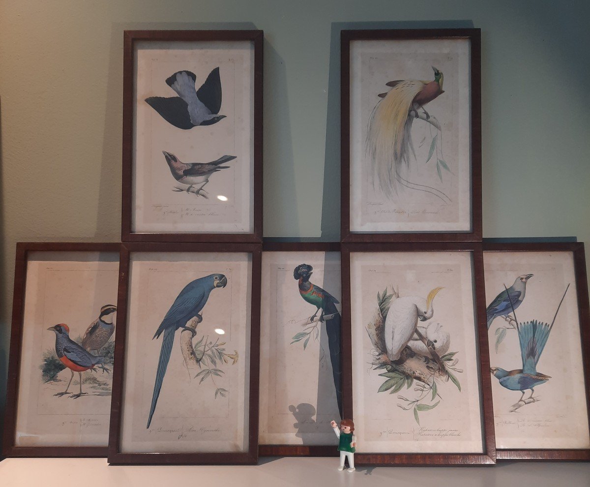 Couleur Des Oiseaux Exotiques Gravures XIXe de Pauquet