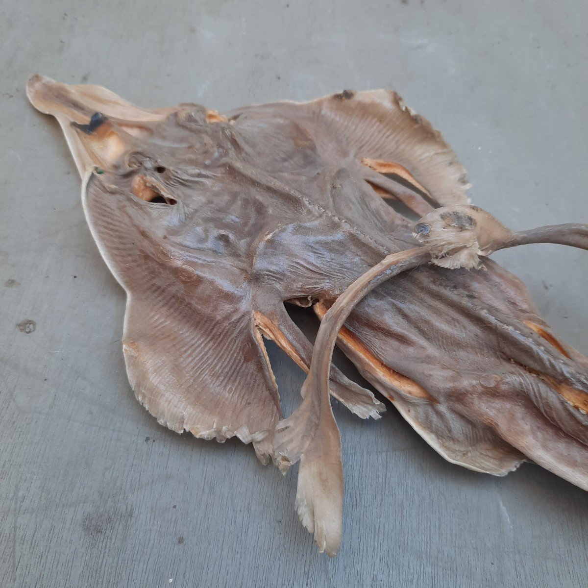 Ghost Jenny Haniver Or Friendly Face…-photo-2